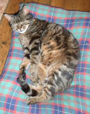 I do like a comfy Tartan cushion